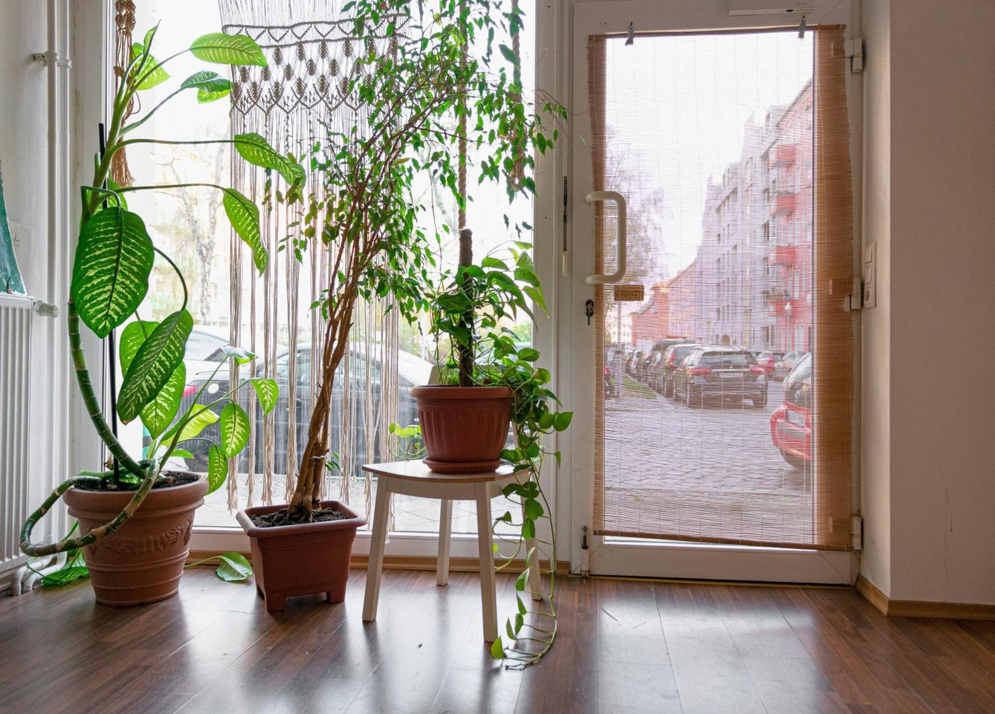 Apartment Boutique Altbau